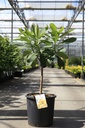 Edgeworthia chrysantha 'Grandiflora' cont. 18L 80-100 cm +f