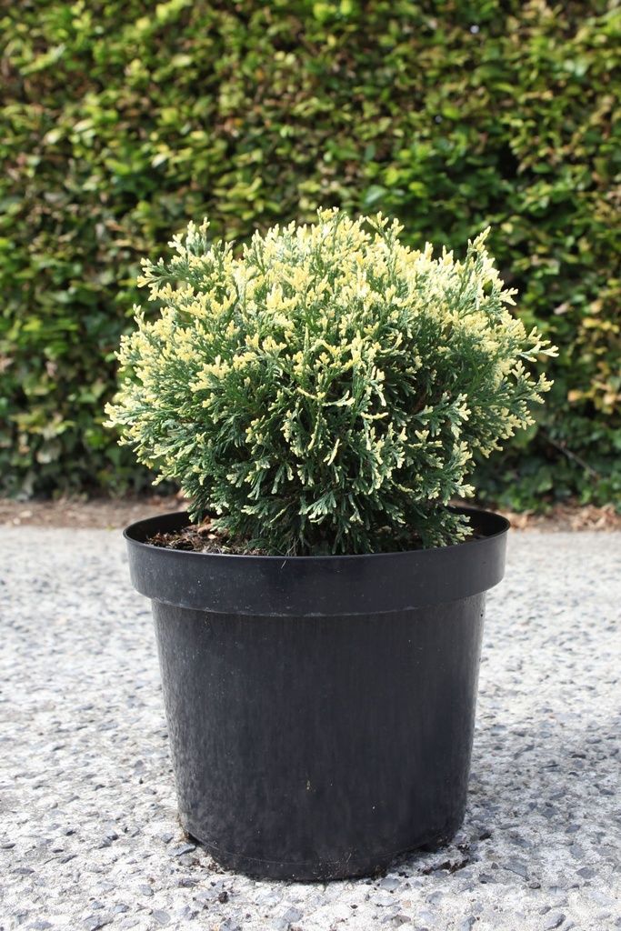 Thuja occidentalis 'Piccadilly' cont. 7,5L 25-30 cm