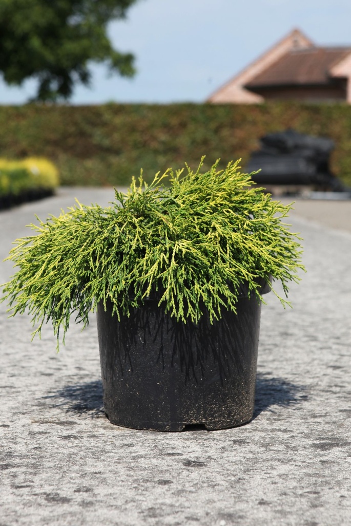 Chamaecyparis pisifera 'Sungold' cont. 7,5L 40/+ cm