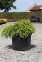 Chamaecyparis pisifera 'Sungold' cont. 7,5L 40/+ cm