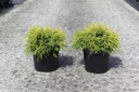 Chamaecyparis pisifera 'Sungold' cont. 7,5L 40/+ cm