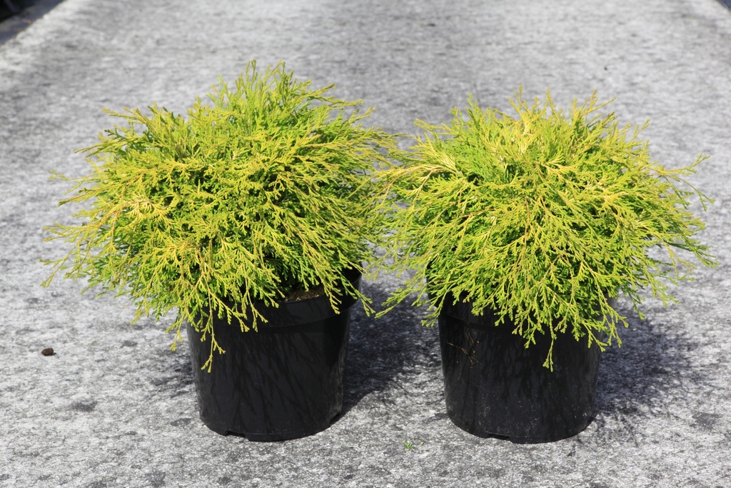 [P] Chamaecyparis obtusa 'Kamarachiba' cont. 7,5L 40-50 cm