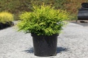 Chamaecyparis obtusa 'Kamarachiba' cont. 7,5L 40-50 cm