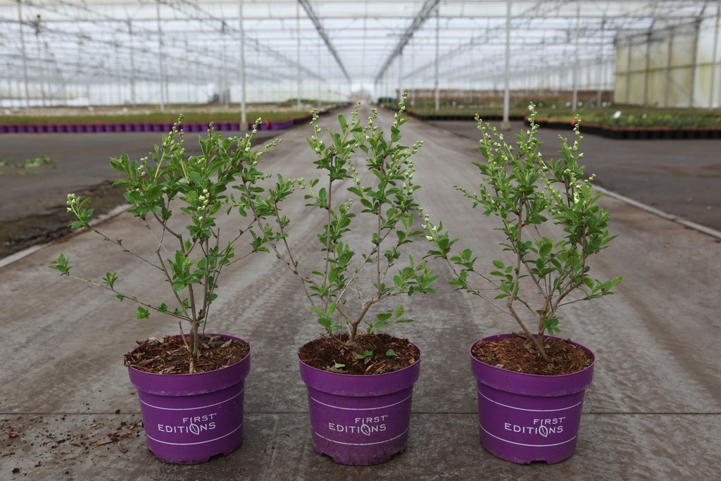 Exochorda macrantha First Editions® 'Lotus Moon®' cont. 3,6L deco 30-40 cm +p