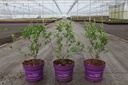 Exochorda macrantha First Editions® 'Lotus Moon®' cont. 3,6L deco 30-40 cm +p