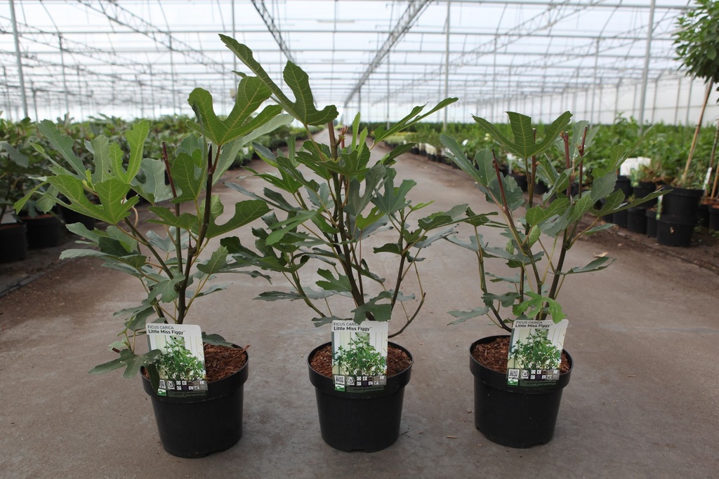 Ficus carica LITTLE MISS FIGGY (PBR) cont. 3,6L 30-40 cm +f