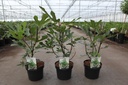 Ficus carica LITTLE MISS FIGGY (PBR) cont. 3,6L 30-40 cm +f