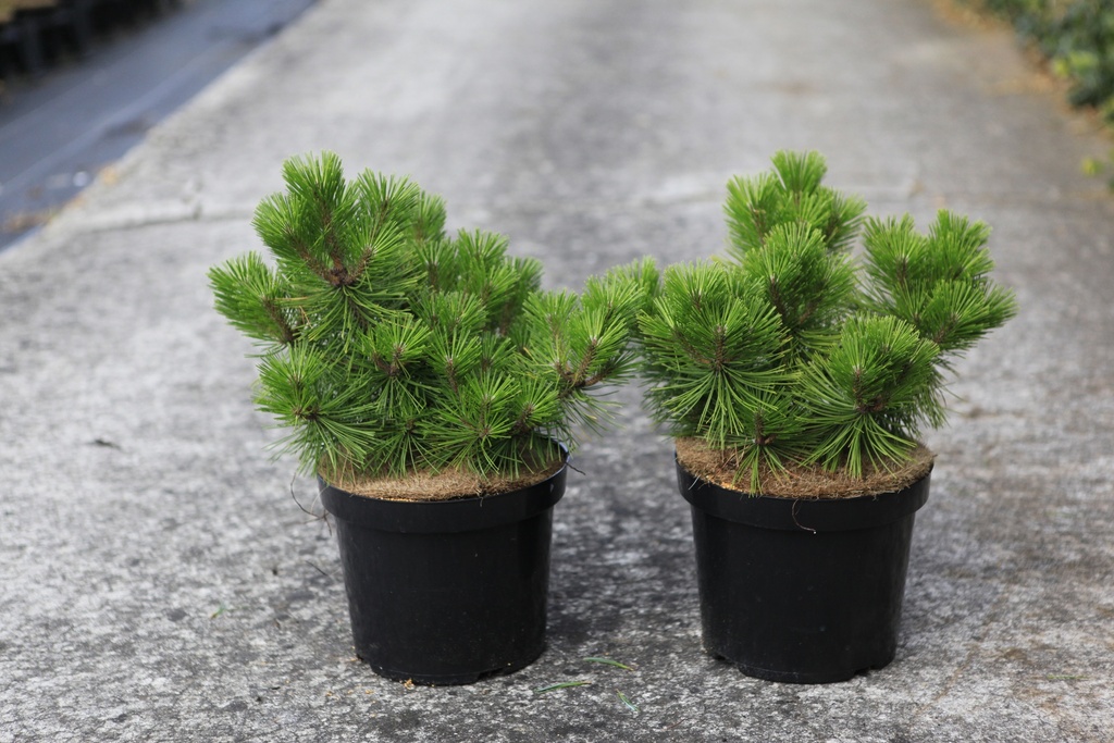 Pinus densiflora 'Jane Kluis' cont. 7,5L 25/+ cm