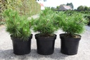 Pinus densiflora 'Jane Kluis' cont. 7,5L 25/+ cm