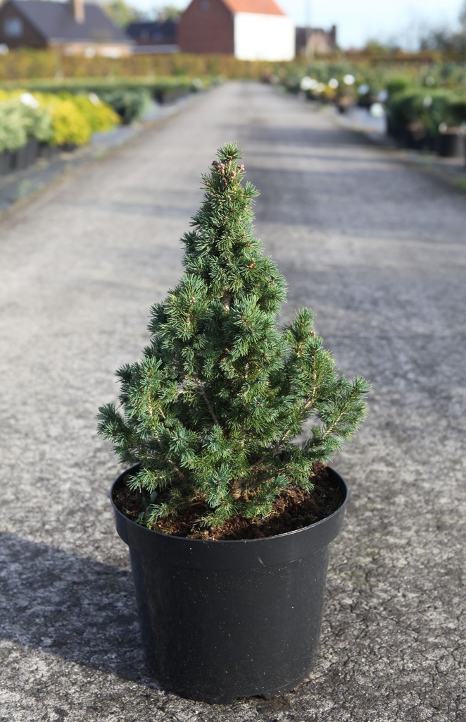 Picea glauca 'J.W. Daisy's White' cont. 7,5L 40/+ cm