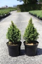 Picea glauca 'J.W. Daisy's White' cont. 7,5L 40/+ cm