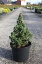 Picea glauca 'J.W. Daisy's White' cont. 7,5L 40/+ cm