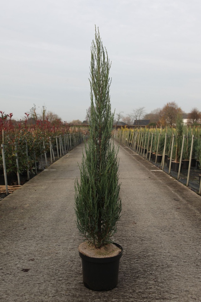Juniperus scopulorum 'Blue Arrow' cont. 10L 100-125 cm