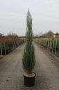 Juniperus scopulorum 'Blue Arrow' cont. 10L 100-125 cm