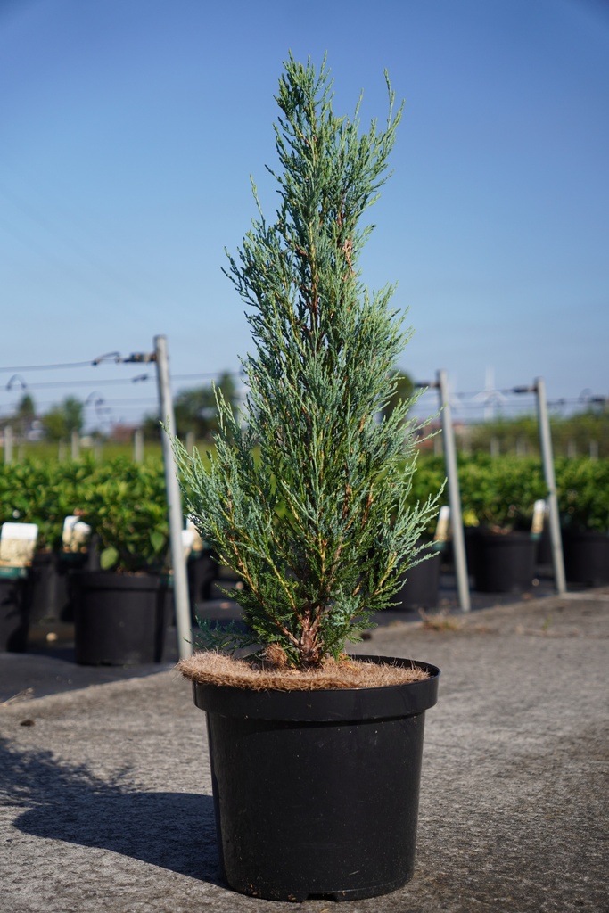 Juniperus scopulorum 'Moonglow' cont. 10L 80-100 cm
