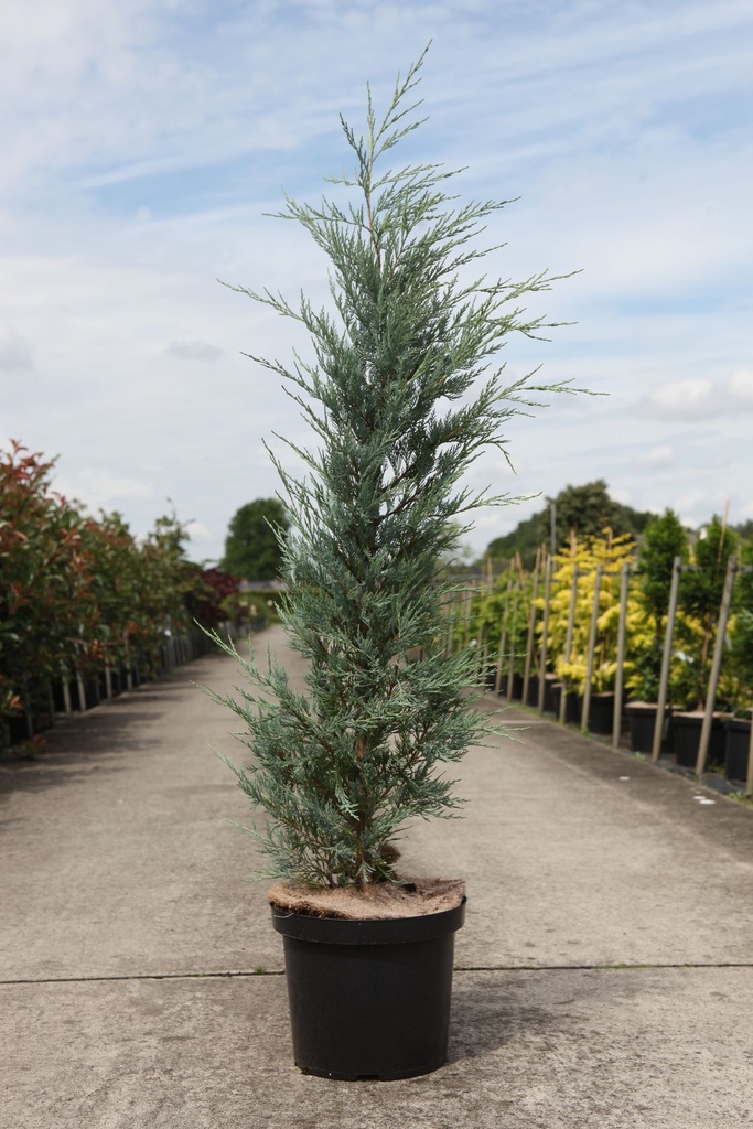 Juniperus scopulorum 'Moonglow' cont. 10L 80-100 cm