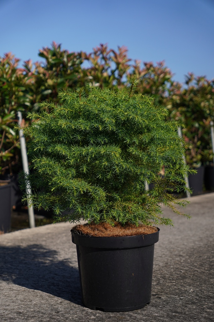[P] Cryptomeria japonica 'Elegans Viridis' cont. 10L 60-80 cm