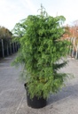 Cryptomeria japonica 'Elegans Viridis' cont. 10L 60-80 cm