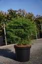 Cryptomeria japonica 'Elegans Viridis' cont. 10L 60-80 cm