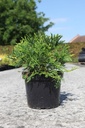 Thujopsis dolabrata 'Variegata' cont. 7,5L 40-50 cm