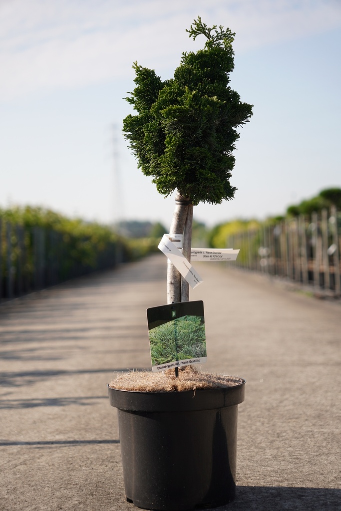 [P] Chamaecyparis obtusa 'Nana Gracilis' cont. 7,5L 40 cm stam
