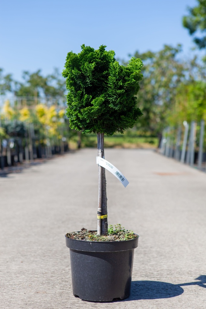 Chamaecyparis obtusa 'Nana Gracilis' cont. 7,5L 40 cm standard