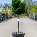 Chamaecyparis obtusa 'Nana Gracilis' cont. 7,5L 40 cm standard