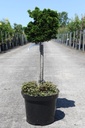 Chamaecyparis obtusa 'Nana Gracilis' cont. 7,5L 40 cm standard