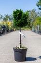 Chamaecyparis obtusa 'Nana Gracilis' cont. 7,5L 40 cm tige