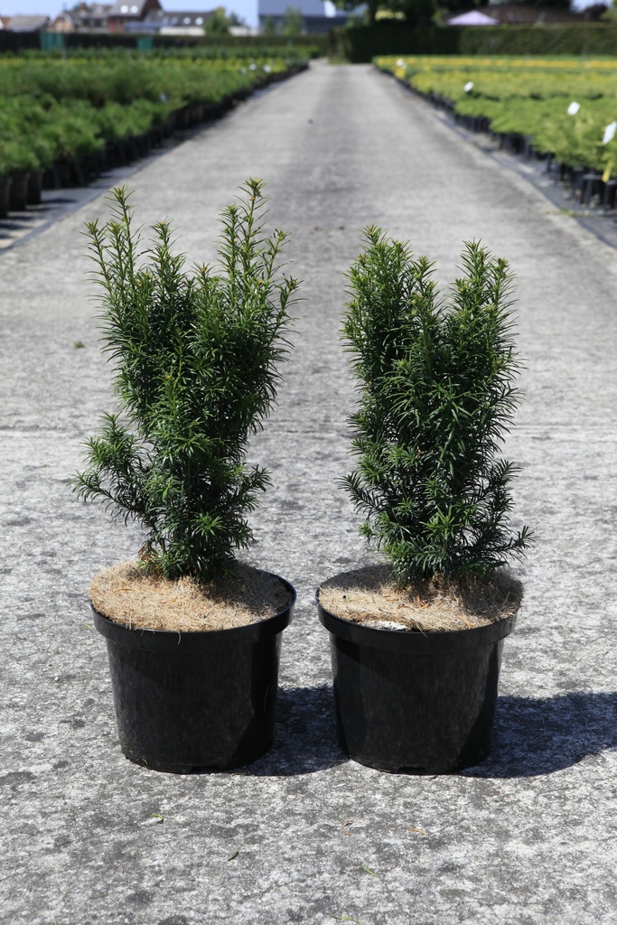 [P] Taxus baccata 'Funny Jewel®' cont. 5L 30-40 cm