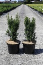 Taxus baccata 'Funny Jewel®' cont. 5L 30-40 cm