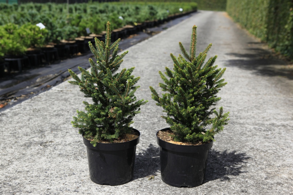 [P] Picea abies 'Wills Zwerg' Kont. 7,5L 40-50 cm
