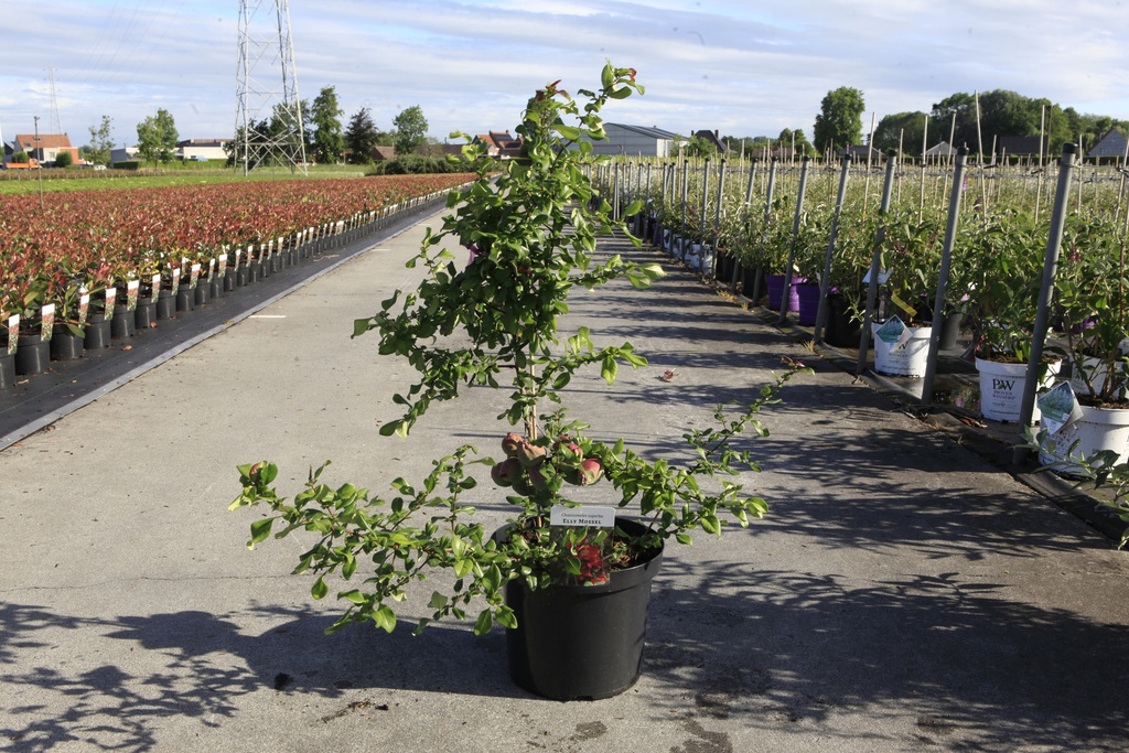 [P] Chaenomeles superba 'Elly Mossel' cont. 10L 80-90 cm pyramid +p