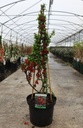 Chaenomeles superba 'Elly Mossel' cont. 10L 80-90 cm pyramid +p