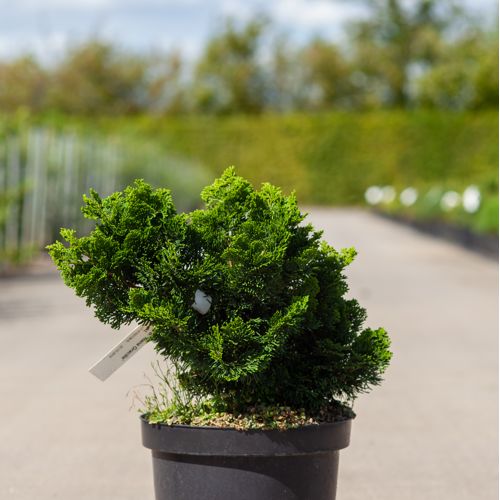 Chamaecyparis obtusa 'Nana Gracilis' cont. 7,5L 30/+ cm