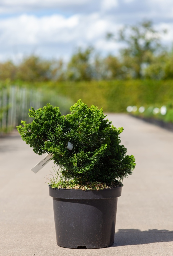 Chamaecyparis obtusa 'Nana Gracilis' cont. 7,5L 30/+ cm