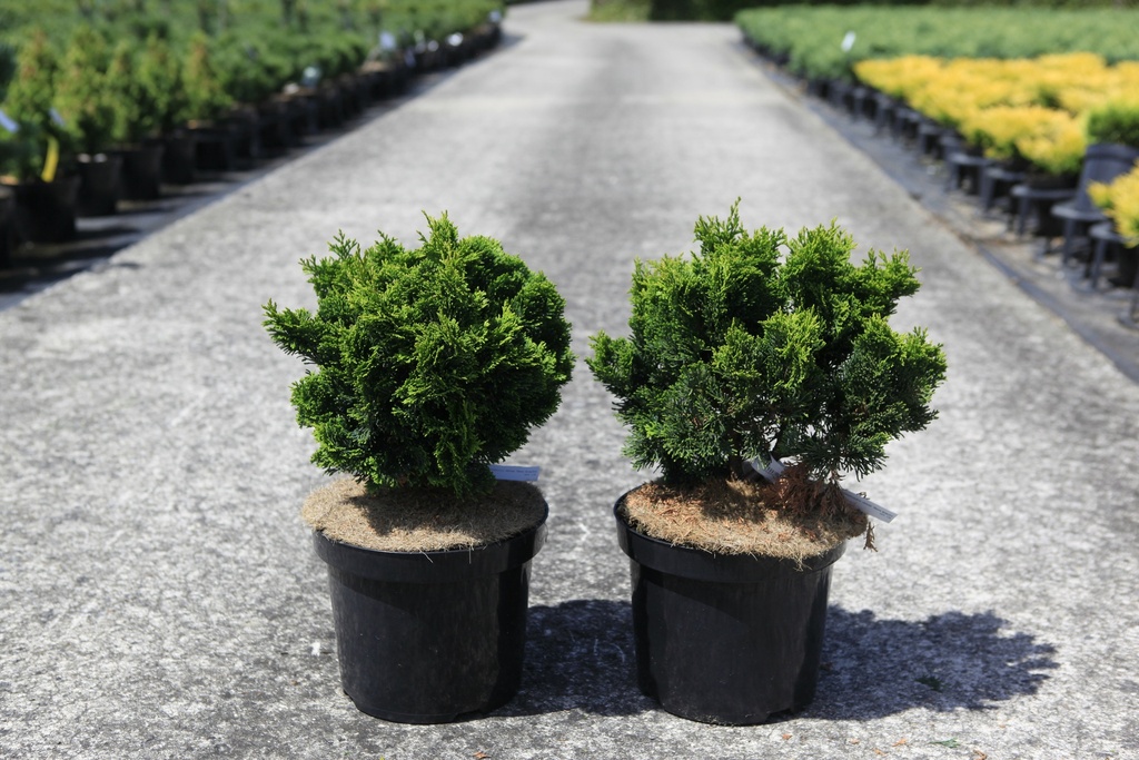 [P] Chamaecyparis obtusa 'Nana Gracilis' cont. 7,5L 30/+ cm