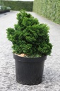 Chamaecyparis obtusa 'Nana Gracilis' cont. 7,5L 30/+ cm