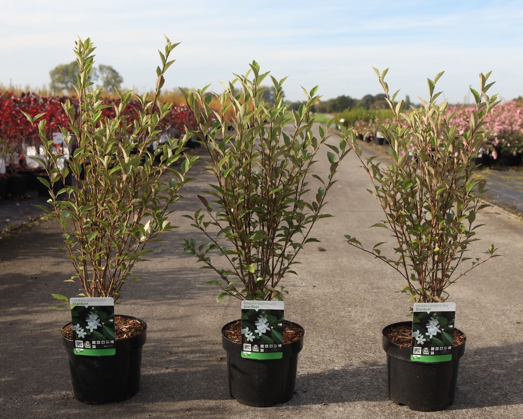 Hoheria sexstylosa 'Stardust' cont. 3,6L 50-60 cm +ф