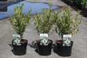 Hoheria sexstylosa 'Stardust' Kont. 3,6L 50-60 cm +B