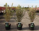 Hoheria sexstylosa 'Stardust' cont. 3,6L 50-60 cm +p