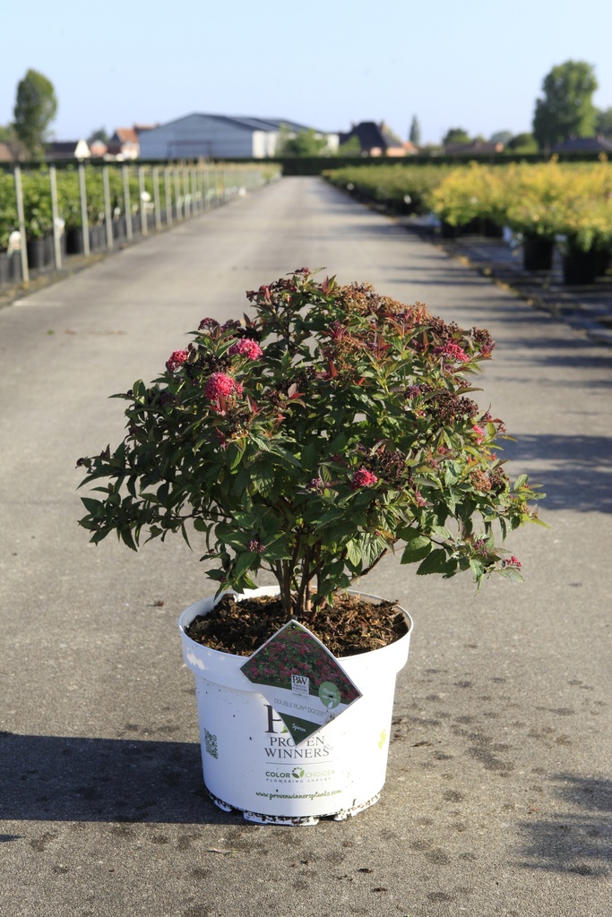 [P] Spiraea japonica Proven Winners® DOUBLE PLAY® DOOZIE (PBR) cont. 10L déco 40-50 cm +p