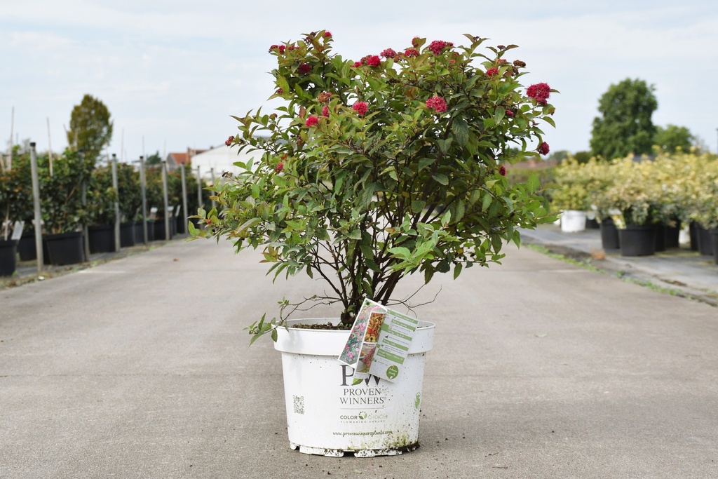 Spiraea japonica Proven Winners® DOUBLE PLAY® DOOZIE (PBR) cont. 10L deco 40-50 cm +f