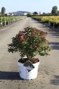 Spiraea japonica Proven Winners® DOUBLE PLAY® DOOZIE (PBR) Kont. 10L Deko 40-50 cm +B