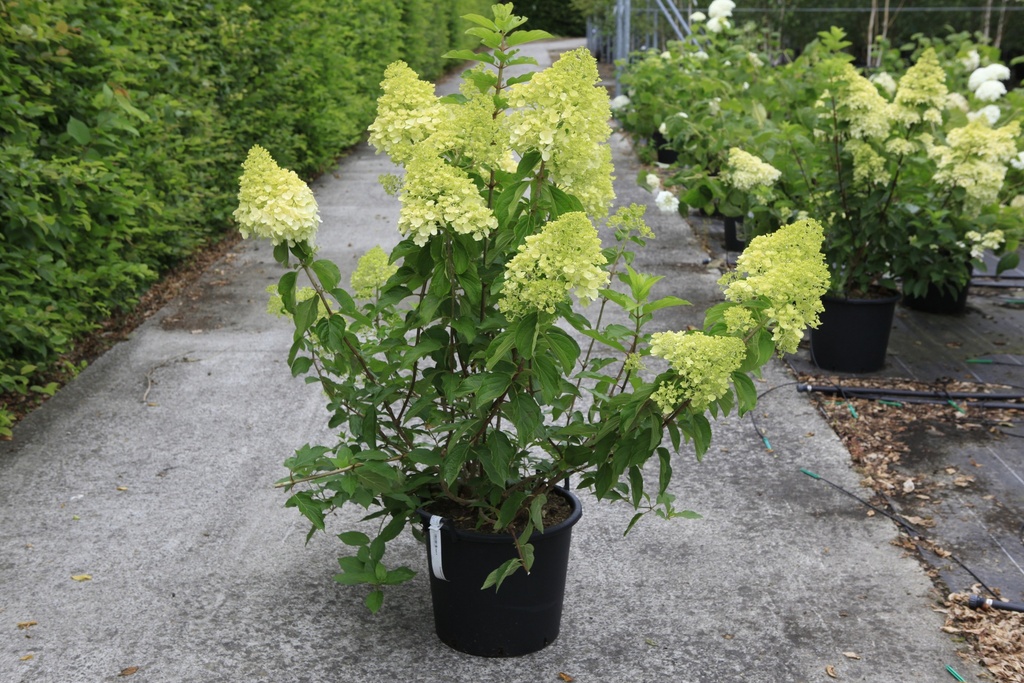 Hydrangea paniculata 'Polar Bear' (PBR) cont. 30L 100/+ cm +f