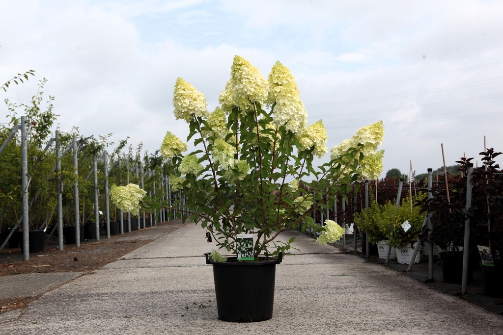 Hydrangea paniculata 'Polar Bear' (PBR) cont. 30L 100/+ cm +p
