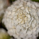 Hydrangea paniculata 'Polar Bear' (PBR) cont. 30L 100/+ cm +ф
