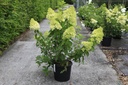Hydrangea paniculata 'Polar Bear' (PBR) cont. 30L 100/+ cm +f