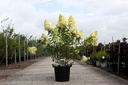 Hydrangea paniculata 'Polar Bear' (PBR) cont. 30L 100/+ cm +p