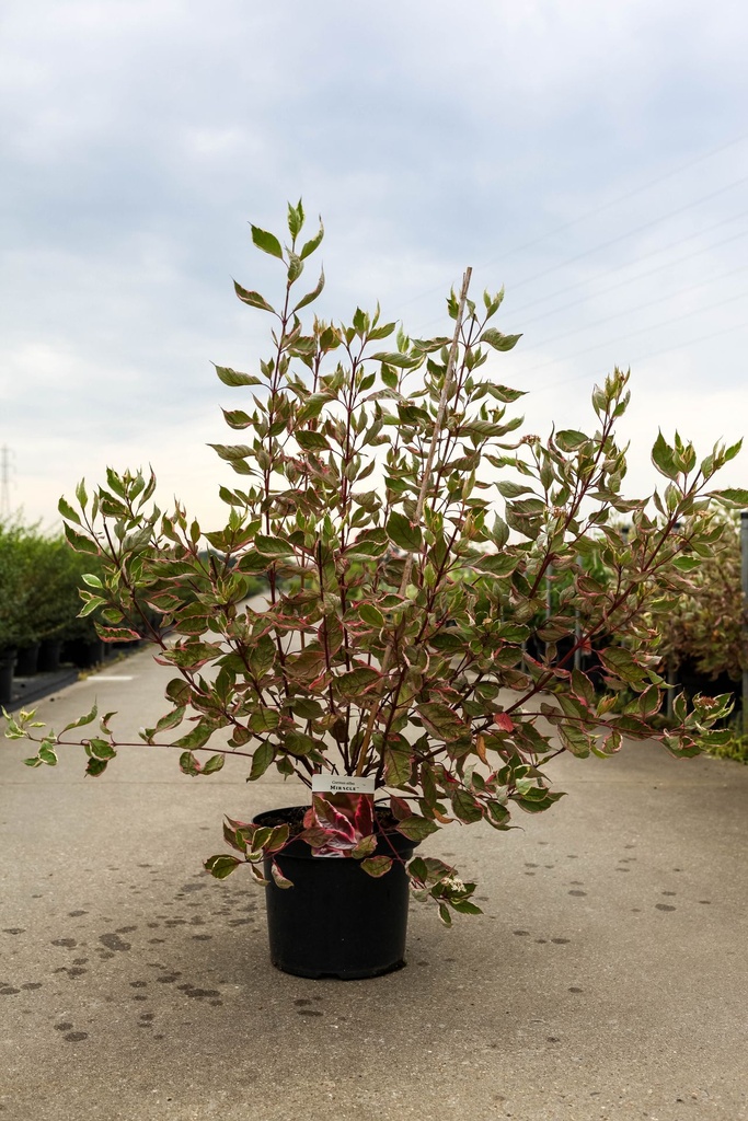 [P] Cornus alba MIRACLE (PBR) cont. 10L 80-100 cm +B